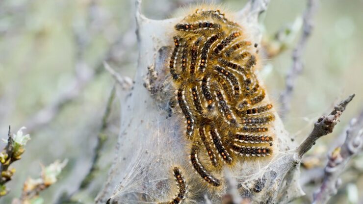 Browntail Caterpillar