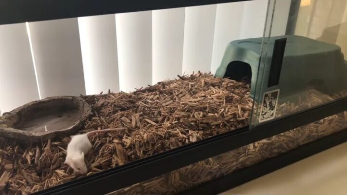 Picture of A Guide to Caring for a Kingsnake or Milk Snake as a Pet