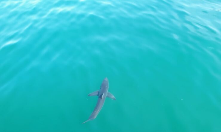 California Sharks