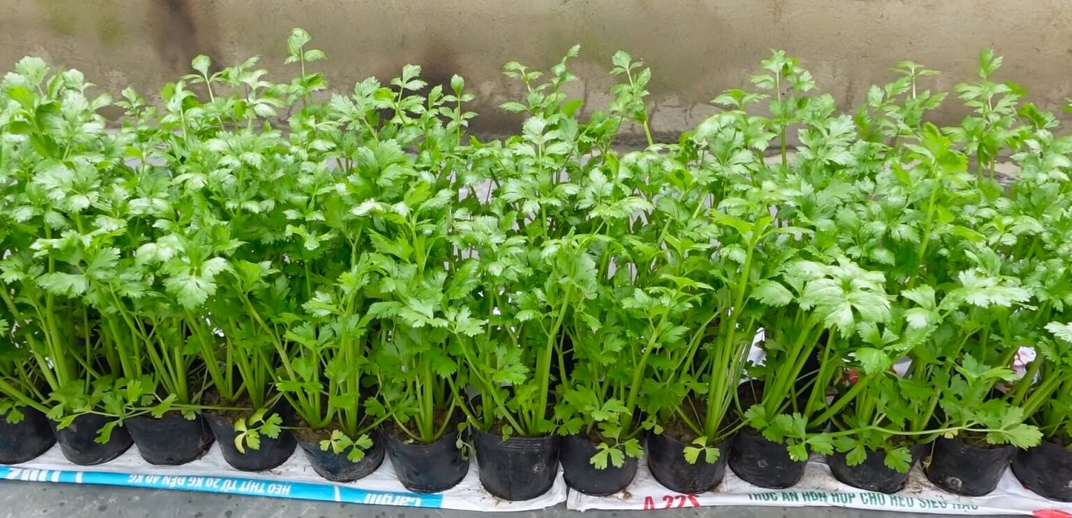 Is Celery A Good Source Of Fiber The Health Benefits & Facts