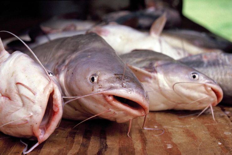 Channel Catfish