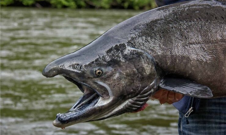The Largest Fish Species in Michigan: Angler's Guide to the Best Catch - Vimarsana News