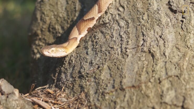 Copperhead Snakes