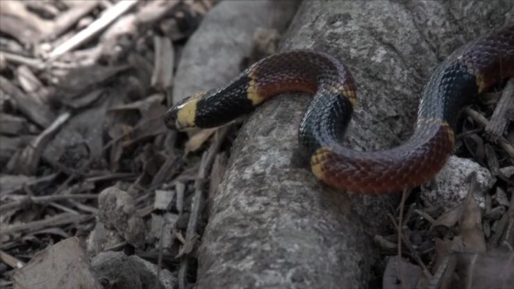 Coral Snakes