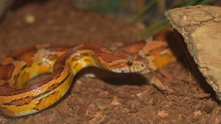 Corn Snake