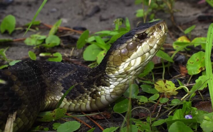 Cottonmouths Water Moccasins