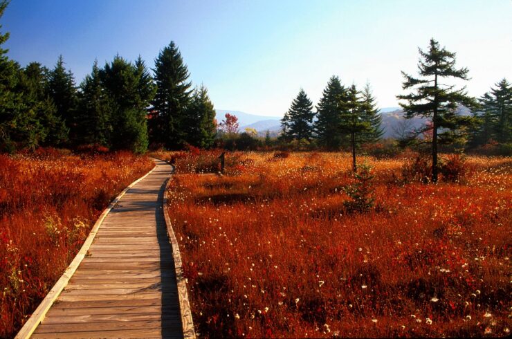 Cranberry Glades Botanical Area