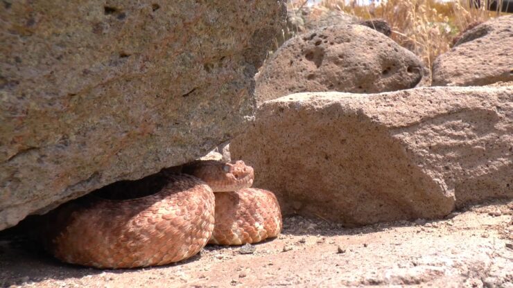 Deadliness of Rattlesnakes