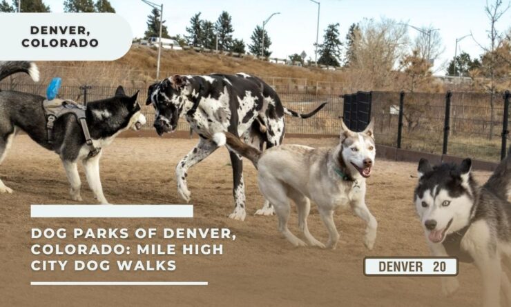 Denver dog parks