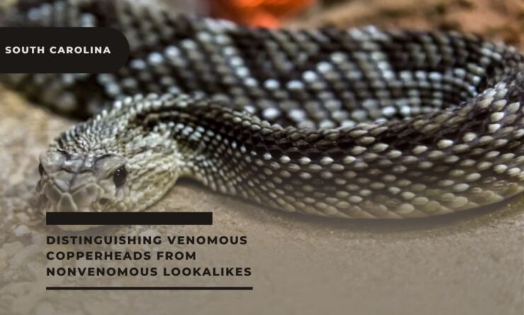 Distinguishing Venomous Copperheads from Nonvenomous Lookalikes