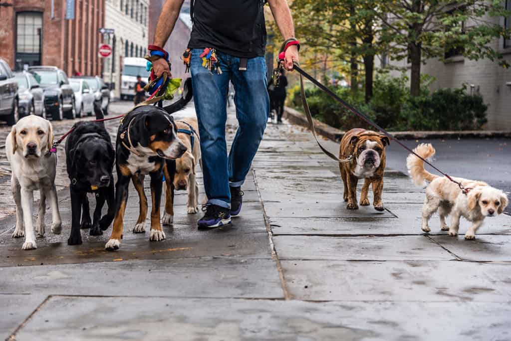 Dog-Walking Services