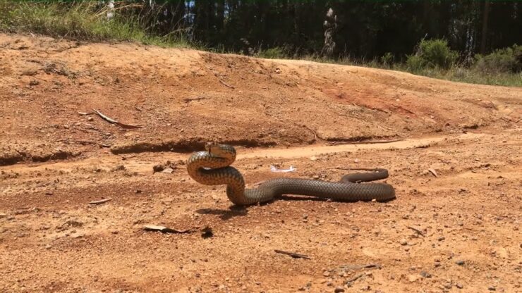 Eastern Brown Snake