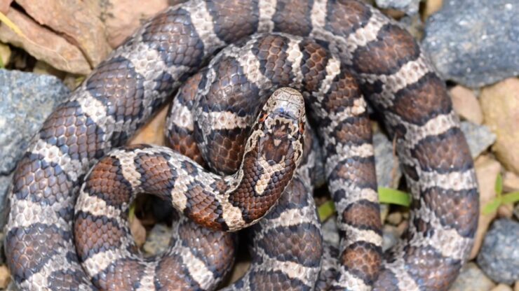 Eastern Milksnake