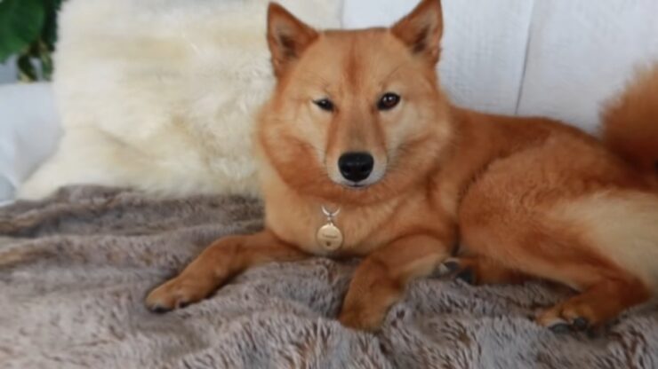 Finnish Spitz