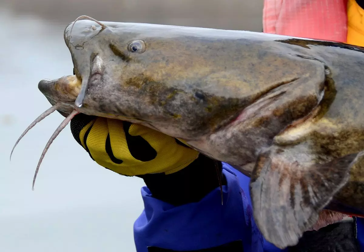 Flathead Catfish