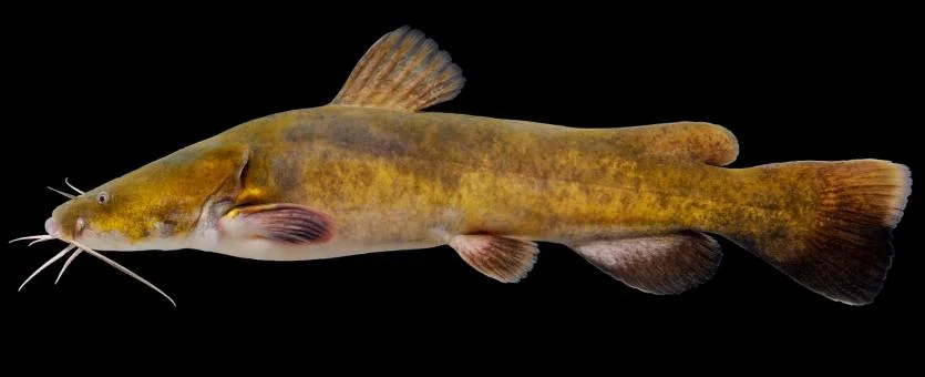 Flathead Catfish