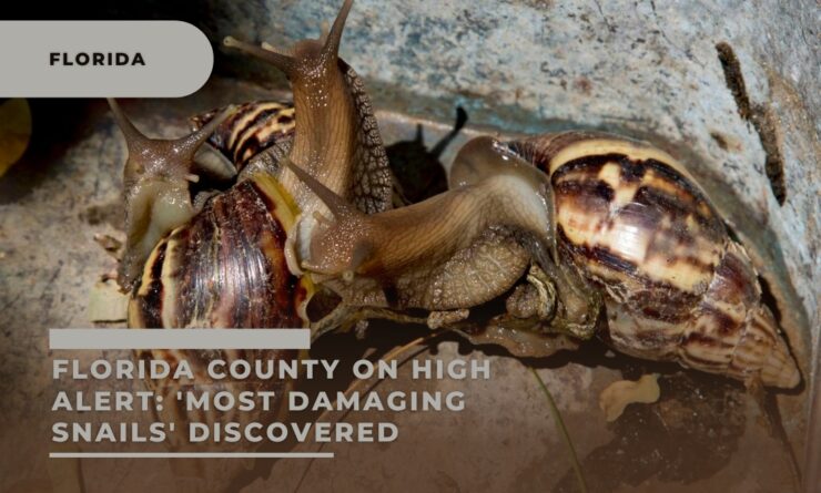 Florida damaging snails