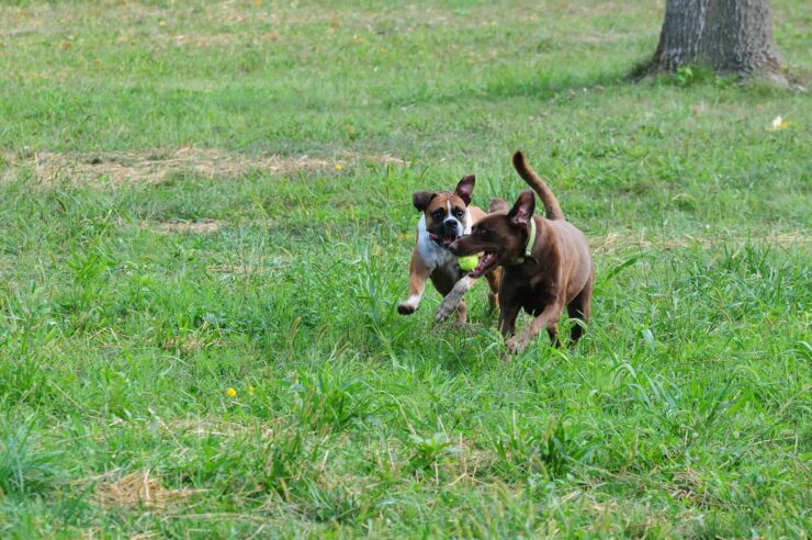 Fort Harrison State Park Dog Park