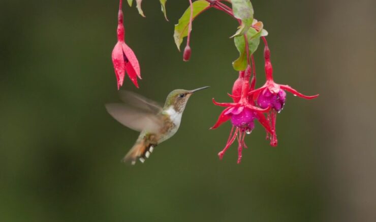 Fuchsia