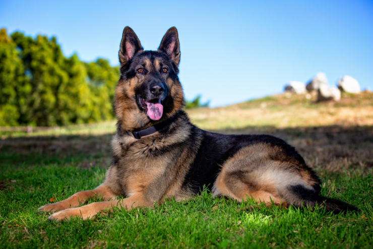 German Shepherd