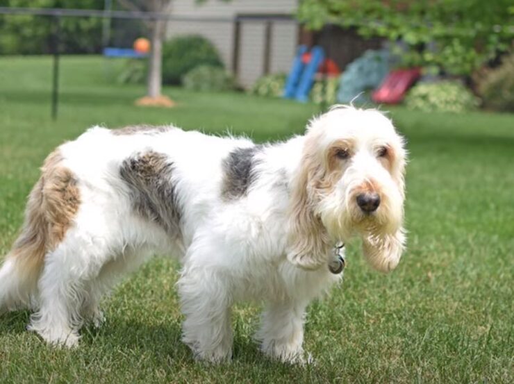 Grand Basset Griffon Vendeen