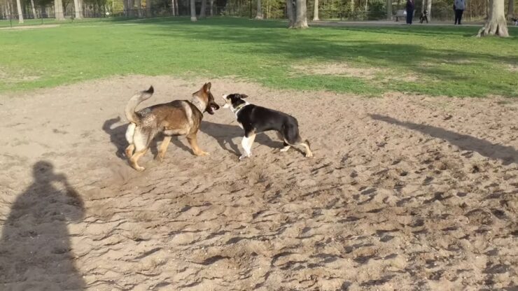 Happy Dogs Play At Dog Park