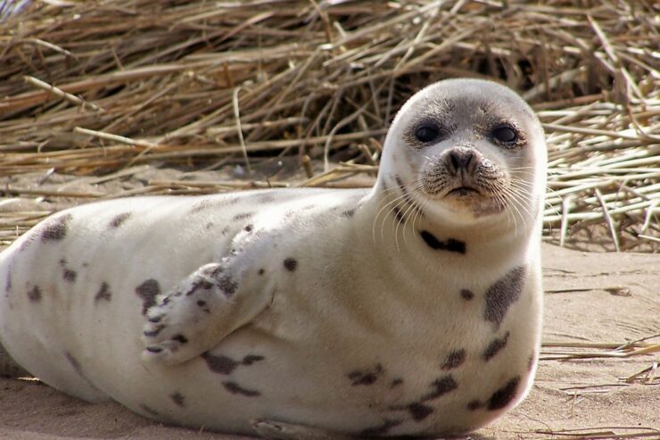 Harbor seals