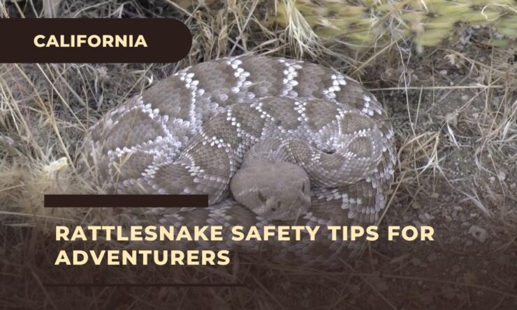 Hiking safety tips for Adventurers - Rattlesnake