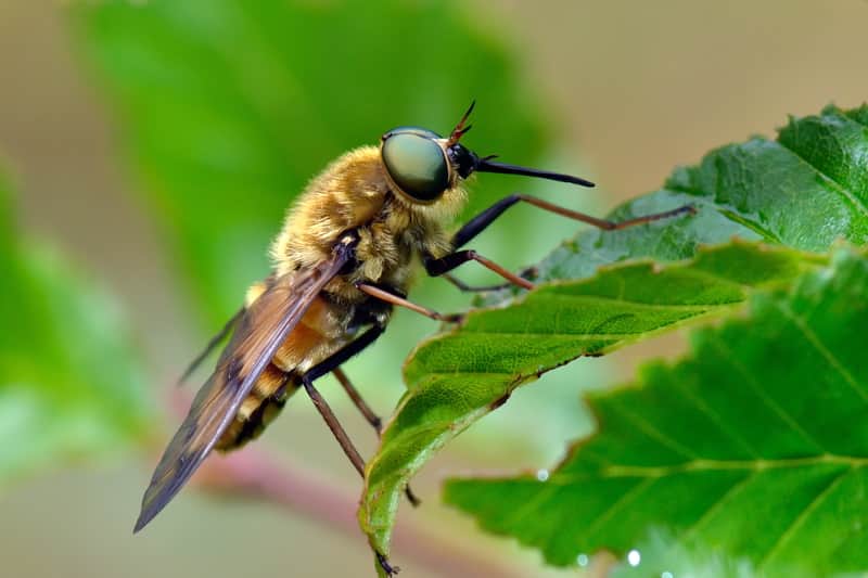 Horse Fly 