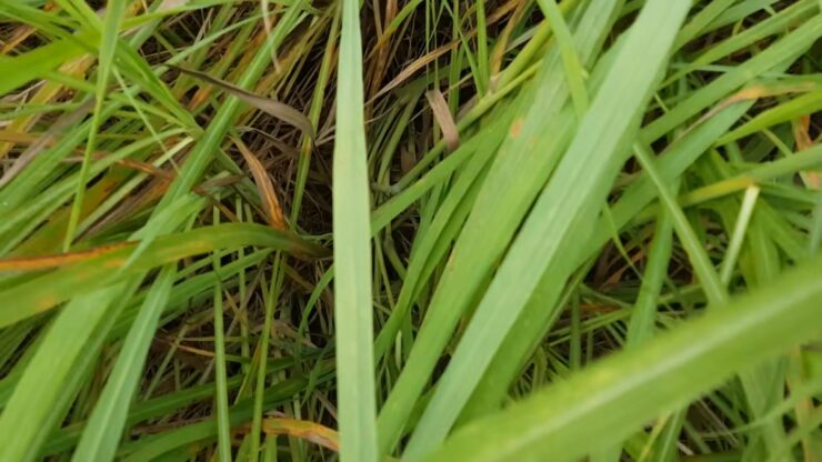 How to Grow a Ton of Lemongrass