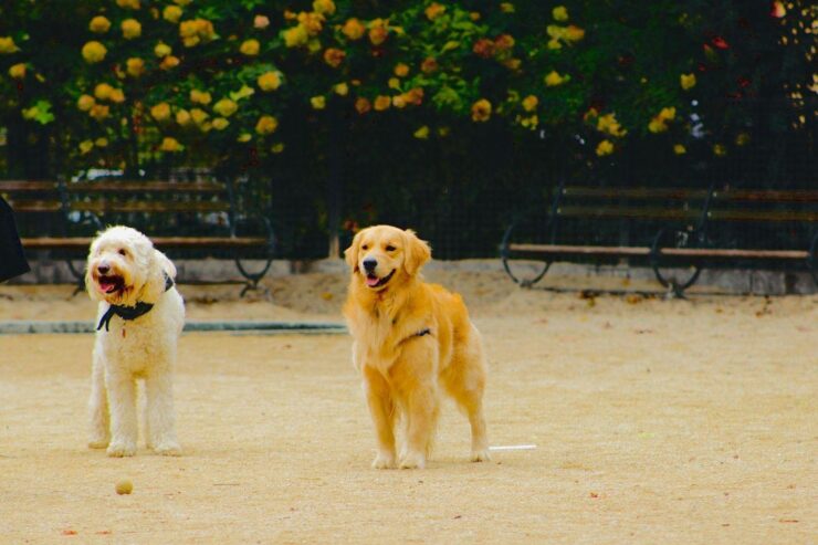 Humane Society of Indianapolis Dog Park