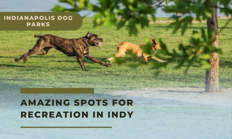 Indianapolis Dog Parks Amazing Spots for Recreation in Indy