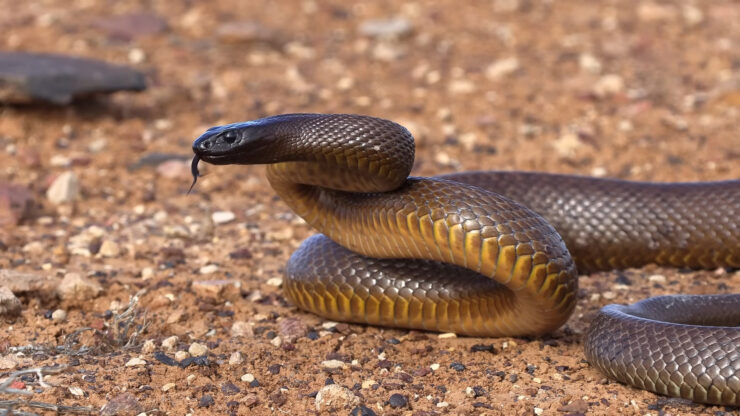 Inland Taipan