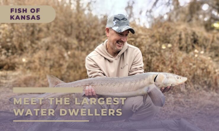 Kansas fish