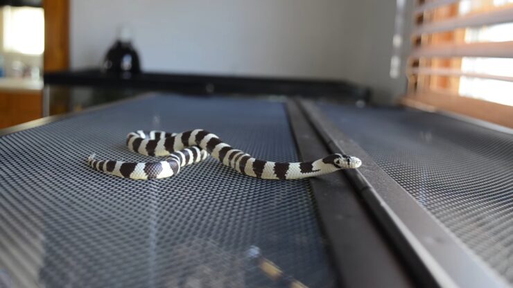 Kingsnake care