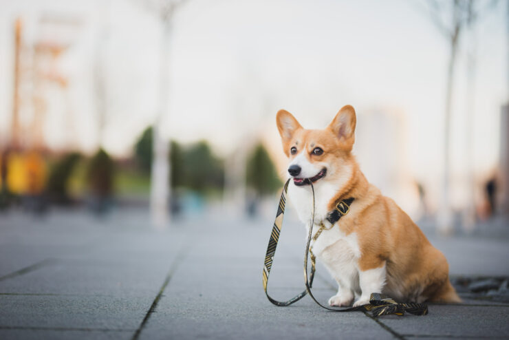 Leash Laws and Etiquette Seattle