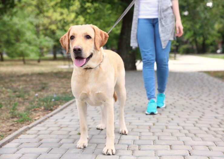 Leash Laws