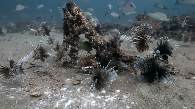 Lionfish