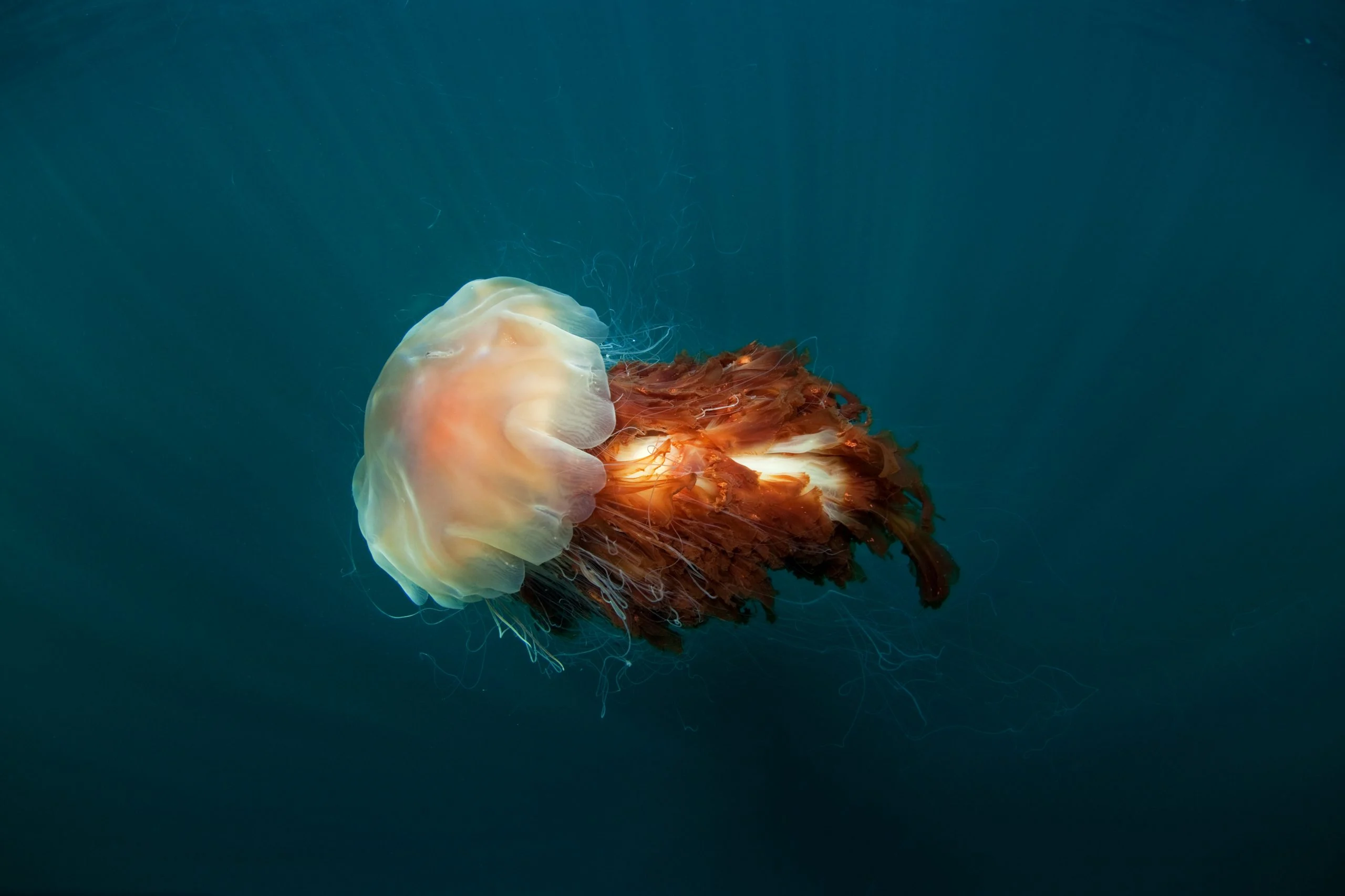 Lion's Mane Jellyfish