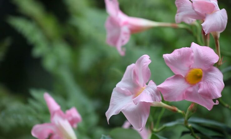 Mandevilla 