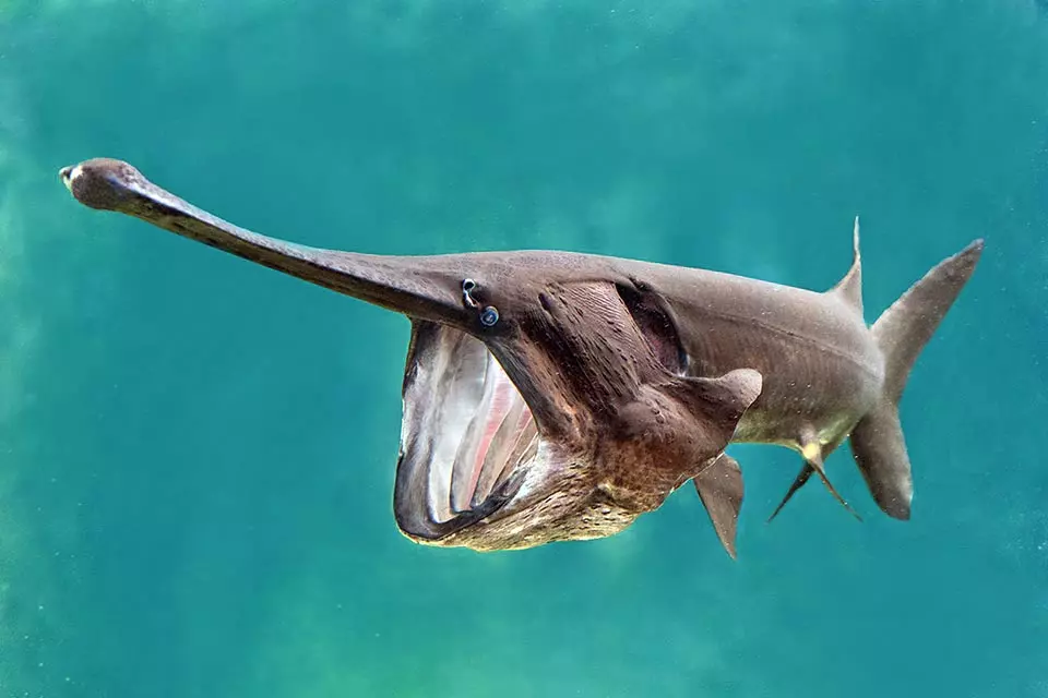 Mighty Paddlefish