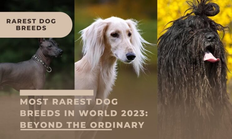 Most Rarest Dog Breeds in World
