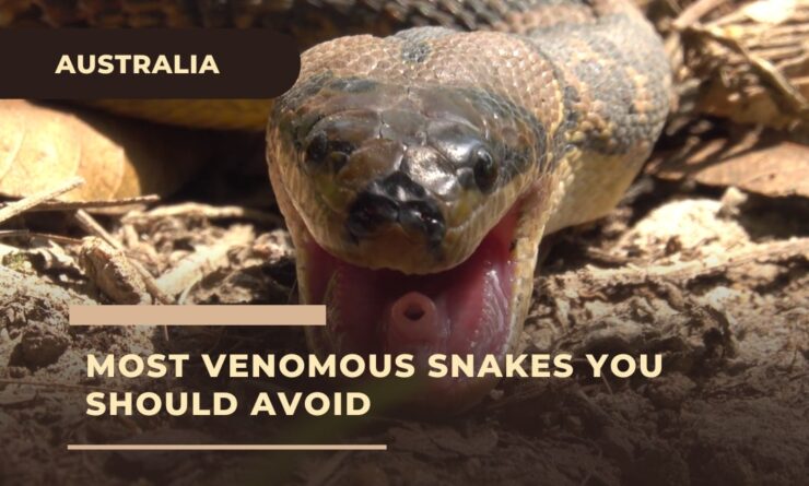 Most venomous snakes you should avoid in Australia