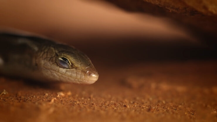 Mulga Snake