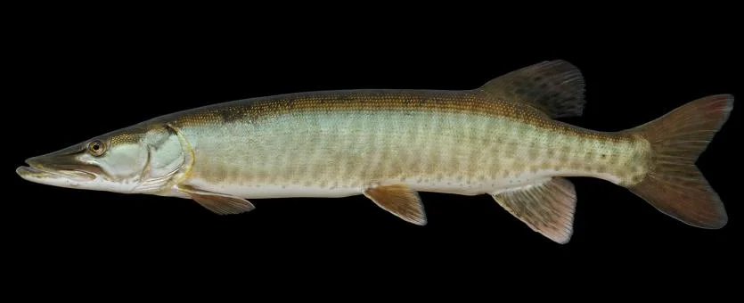 Muskellunge