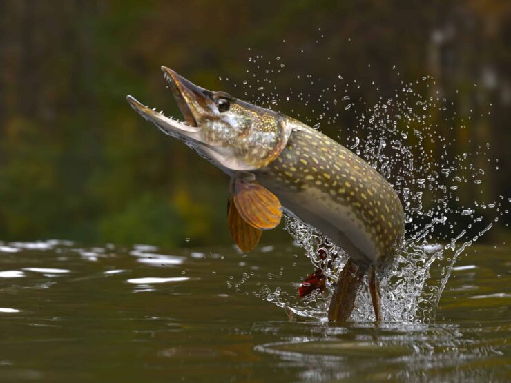 Northern Pike