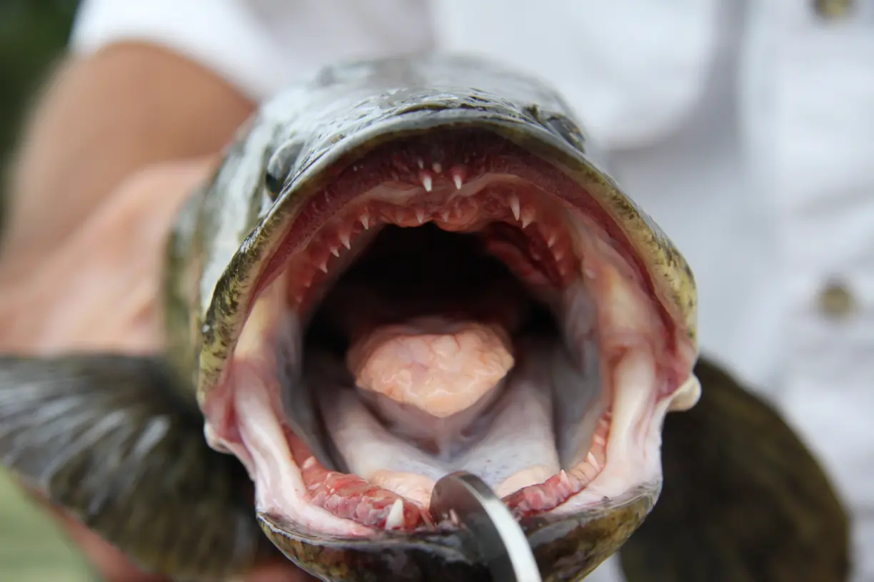 Northern Snakehead