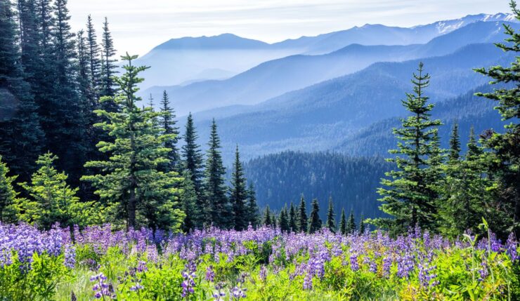 Olympic National Park