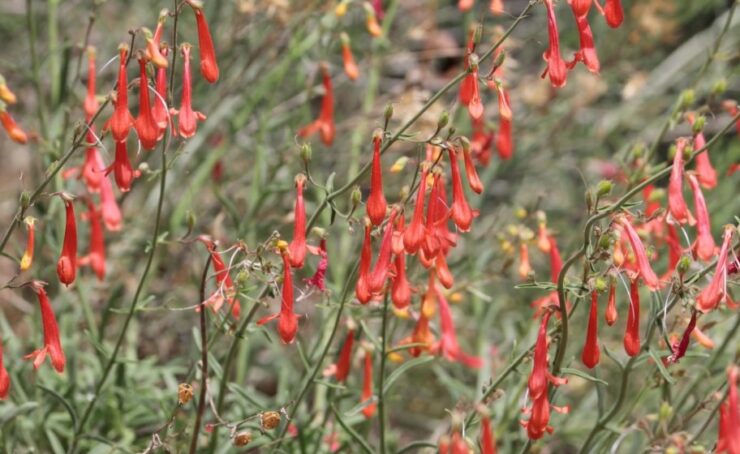 Penstemon