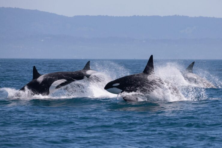 Puget Sound Whale Watching